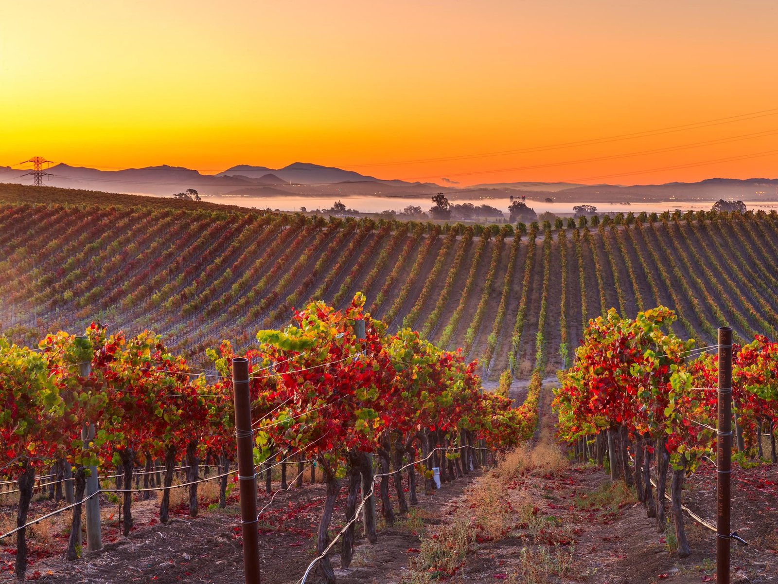 Beautiful vineyard landscape for a wine country outing