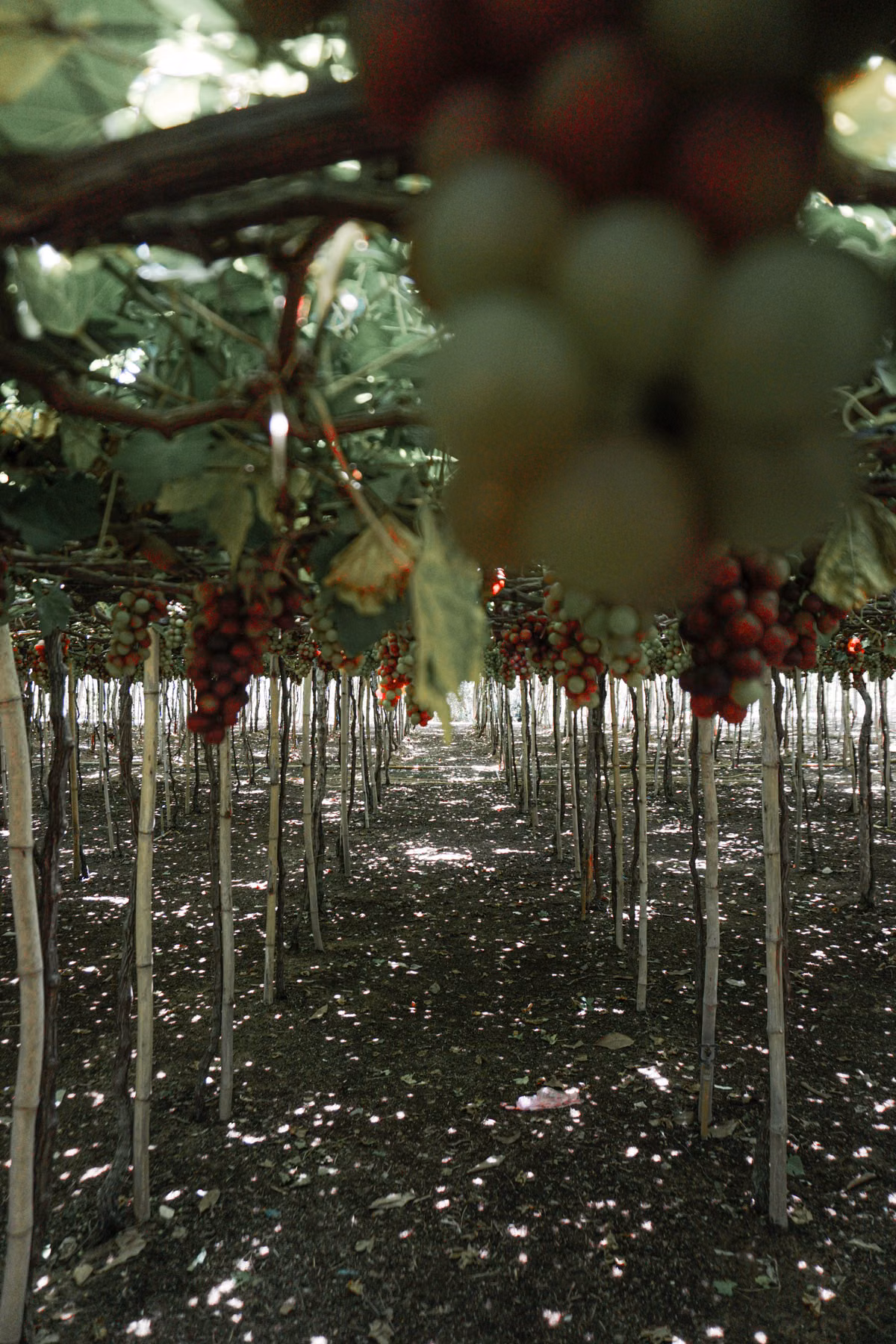 Vineyard rows stretching across wine country