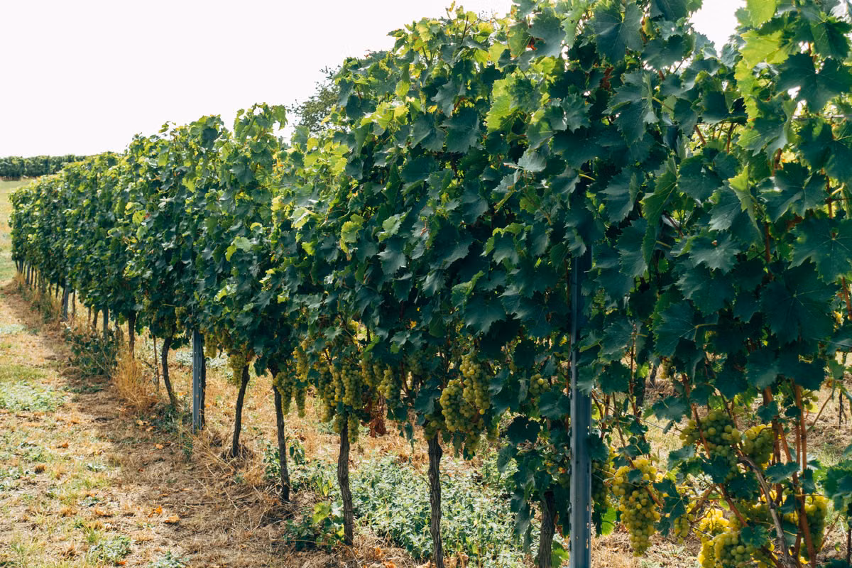 California vineyard rows for a private bachelor or bachelorette wine tour