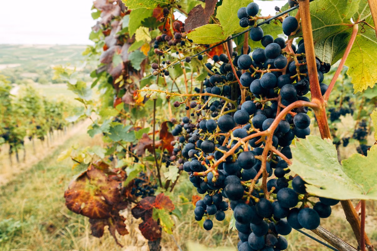 Ripe wine grapes growing on vineyard vines